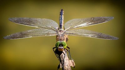 Victoria's wet few years contribute to booming dragonfly population