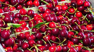 Delayed cherry harvest results in larger fruit with 'best and sweetest' about to hit shelves