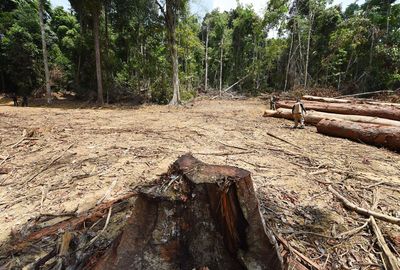 Despite laws, deforestation not stopping