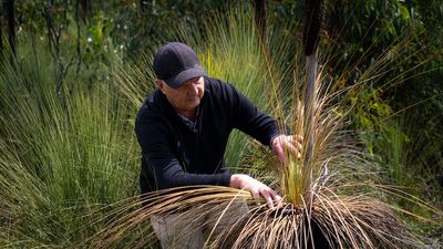 Halting spread of introduced plant disease Phytophthora dieback vital to saving iconic threatened species