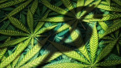 Cannabis News Week: Sales, Survey Data Show How Popular Weed Is