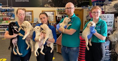 NI dogs and puppies being dumped in fields, forests and cardboard boxes as owners walk away