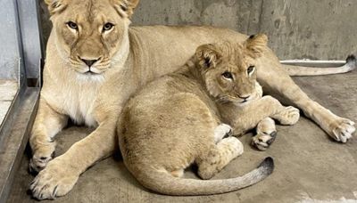 African lion Zari due to deliver new cubs any day now at Lincoln Park Zoo