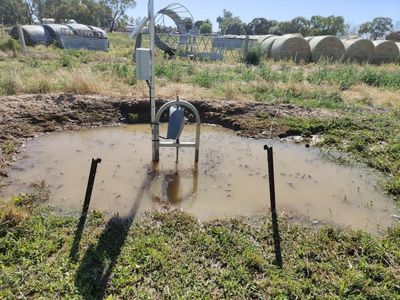 Carp 'plague' after major Vic, NSW floods