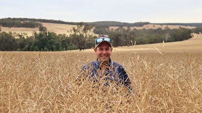 Grain harvest expected to break Frankland River farm's records despite late finish