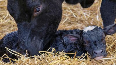 Game-changing calf scour vaccine imminent