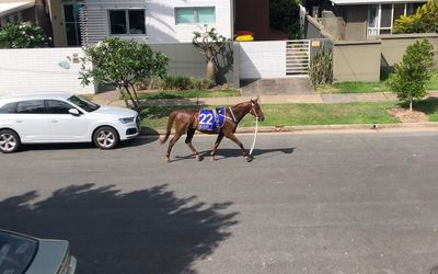 Escapee racehorses run amok through Surfers Paradise