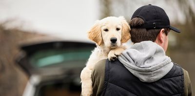 Dog theft is increasing, and so are new laws targeting this awful crime. But will they help?