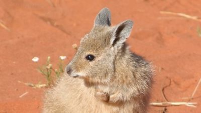 Saving Uluru's mala wallaby population sparks calls for greater efforts to tackle extinction crisis