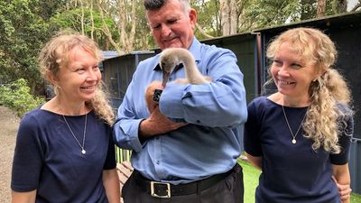 Twinnies' future secure as 'Saint Peter' offers $1 million for Pelican and Seabird Rescue centre