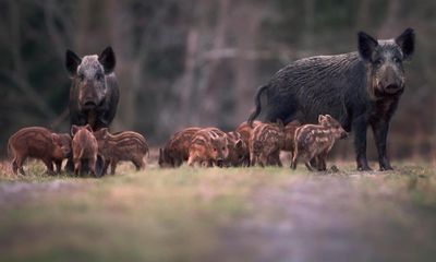 How to tell when wild boar mean business