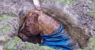 Horse sucked into deep sinkhole sparking dramatic rescue in field