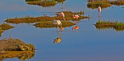 First study to estimate 'blue carbon' storage in South Africa is useful for climate strategy