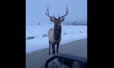 Yellowstone elk has perfect response to taunts from a tourist