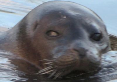 Seal forces closure of lake after eating £3,000 worth of fish