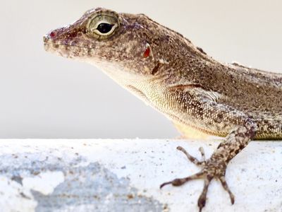 Forest lizards have genetically morphed to survive life in the city, researchers say