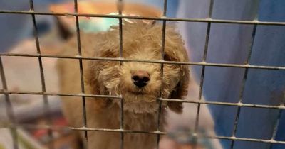 Dumped 9-week-old pup triggers calls for NI animal welfare law change