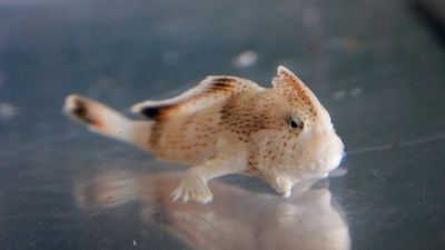 'Ambassador' population of spotted handfish brings hope for re-wilding in Tasmania