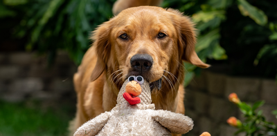 Why do our dogs and cats bring us dead animals?