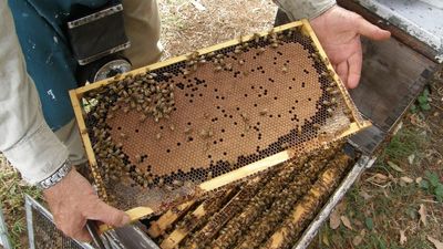 Bee vaccine for American foulbrood approved by USDA positive step for Australian beekeepers