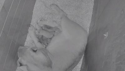 African lion Zari gives birth to 3 cubs at Lincoln Park Zoo