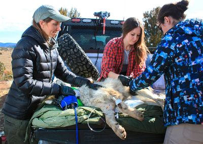 Endangered Mexican wolf treks further north in New Mexico