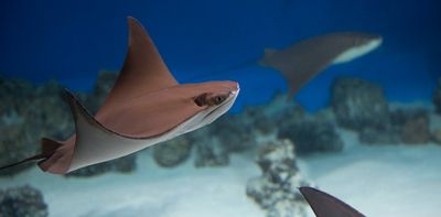 Are stingrays actually dangerous? 3 reasons you shouldn't fear these sea pancakes