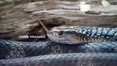 An Island Off Tassie Has Become Infested W/ ‘Mutant Snakes’ Which Sounds Like A Horror Film