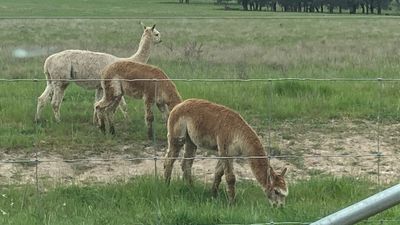 Kurrajong disability community in mourning after Freddy the alpaca found shot dead