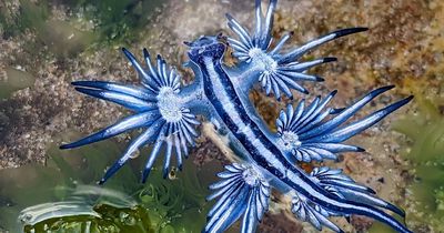 Blue dragons fascinate beachgoers: but this sea slug can 'pack a punch'