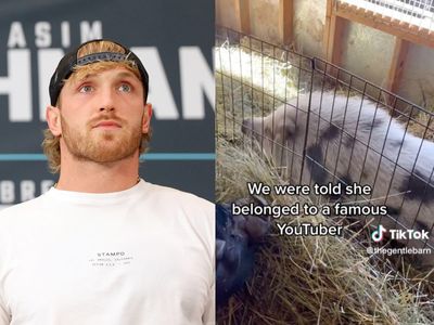 Logan Paul faces backlash after pet pig is rescued by animal sanctuary: ‘Found abandoned in a field’