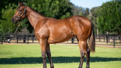 Widden Stud 'super filly' breaks record on day two of Magic Millions Yearling Sale on Gold Coast