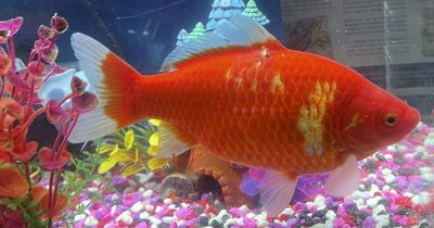 Goldfish has lucky escape after passer-by spots seagull attacking bucket