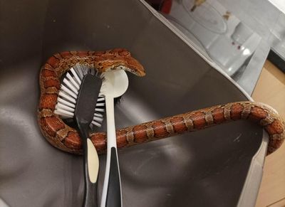 Scottish family's shock as 4ft snake found in kitchen sink