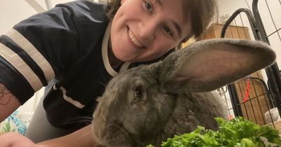 Giant rabbit so pampered she has own bedroom, £150 bed and automatic blinds