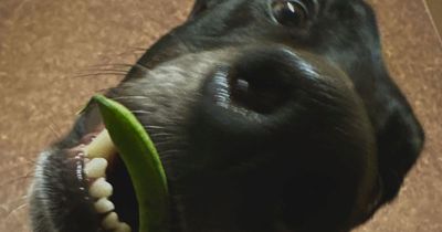 Owner laughs as dog scared of everything struggles to eat bean because of crunch