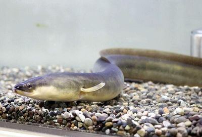 Japanese eels confirmed in Dotonbori River for 1st time