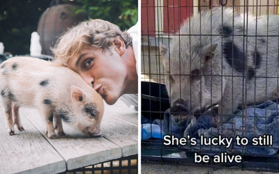 Influencer Logan Paul thanks rescuers after pet pig found close to death