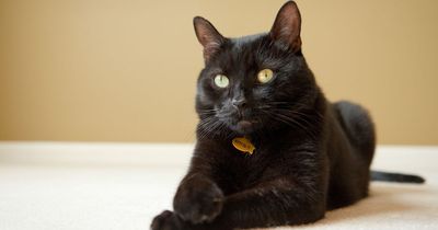 Hero cat kept scratching and chewing at carpet and ended up saving owner's life