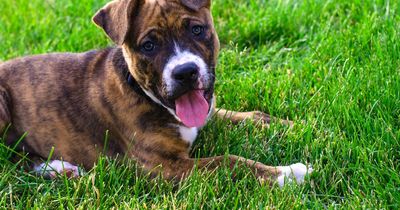 Staffies are most likely breed to be stolen as top five dog theft list published