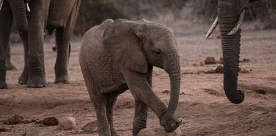 Elephant poaching rates vary across Africa: 19 years of data from 64 sites suggest why