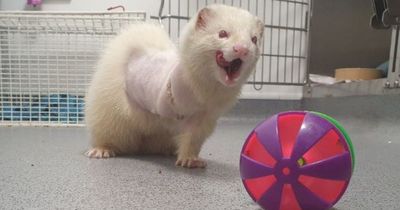 Three-legged 'lovable' ferret Lawrie in Glasgow care centre looking for forever home
