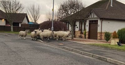 Ayrshire residents wake up to flock of sheep in their gardens as farm animals make bizarre appearance