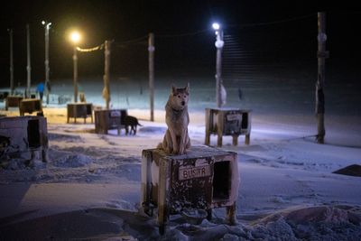 In Norway, sled dogs train and play in warming Arctic