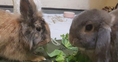 Meet the 'bunny bonder' at Bristol ARC who helps rabbits make friends for life