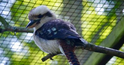 Heartbreak as Harewood House announces plans to close popular bird garden