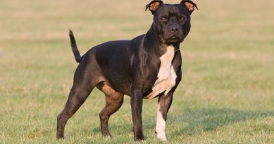 The top five most stolen dog breeds as Staffordshire Bull Terrier tops list