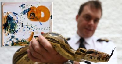Woman claims boa constrictor found in her luggage was 'emotional support' snake