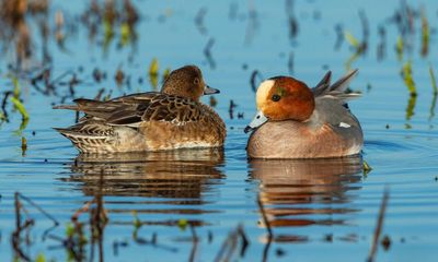 Birdwatch: the whistling of wigeons is a winter highlight