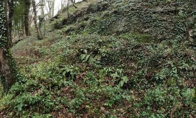 Country diary: Masses of ivy that seem to defy time and space